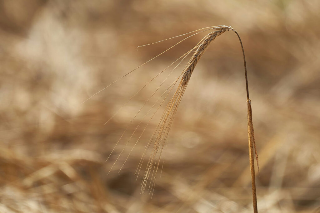 Lone Wheat PS1500