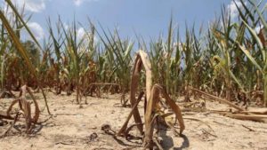 climate-changes-costs-drought-stalk